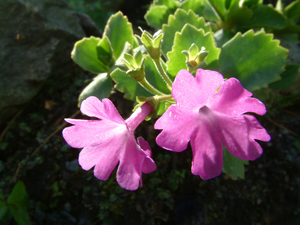 Primula hirsuta